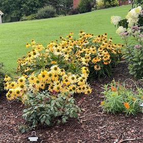 Photo of the plant species Brown-Eyed Susan by @AceBrushbox41 named Captain Plant-it on Greg, the plant care app