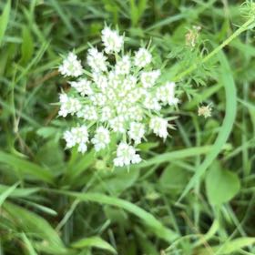 Photo of the plant species Wild Carrot by @AceBrushbox41 named Messi on Greg, the plant care app