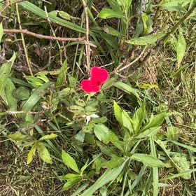 Photo of the plant species Flowering Flax by @AceBrushbox41 named Athena on Greg, the plant care app