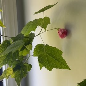 Photo of the plant species Abutilon Striatum by @DeanDaboecia76 named Rosa on Greg, the plant care app
