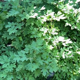 Photo of the plant species Asian Bleeding-Heart by @DeanDaboecia76 named Anne on Greg, the plant care app