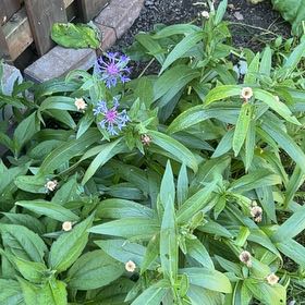 Photo of the plant species Mountain Bluet by @DeanDaboecia76 named Hemingway on Greg, the plant care app