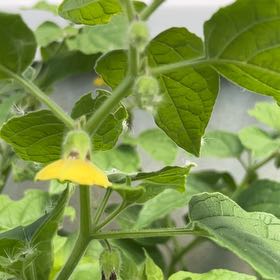 Photo of the plant species Cape Gooseberry by @DeanDaboecia76 named Aria on Greg, the plant care app