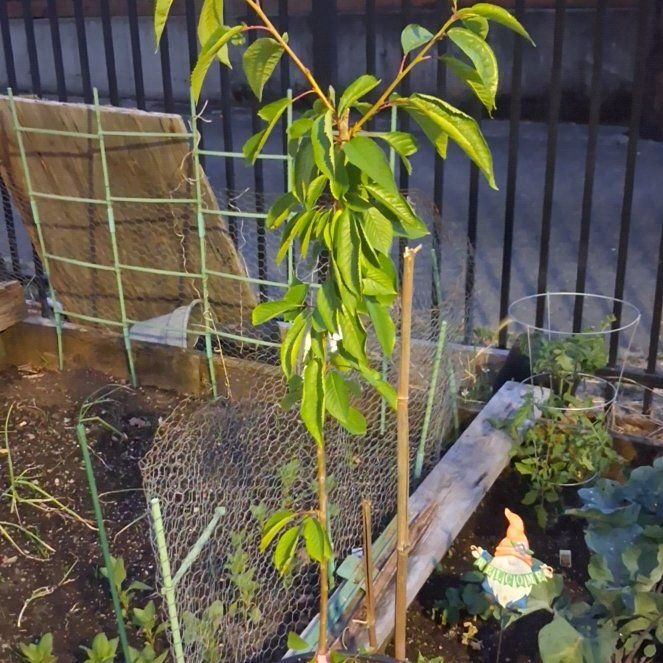 Photo of the plant species Rainier Cherry Tree by @HeirPotato27 named Aristotle on Greg, the plant care app