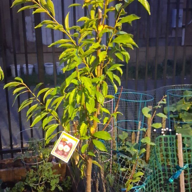 Photo of the plant species Santa Rosa Plum by @HeirPotato27 named Fernie Mac on Greg, the plant care app