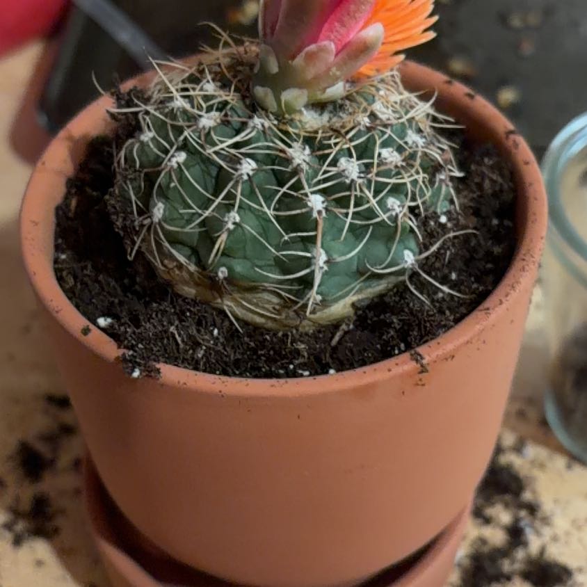Photo of the plant species Miniature Barrel Cactus by @CosmicKamahi89 named Girlfrond on Greg, the plant care app