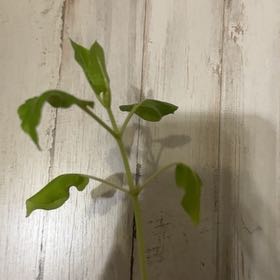 Photo of the plant species Pennsylvania Pellitory by @FirstrateRose70 named Marilyn on Greg, the plant care app