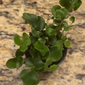 Photo of the plant species California Maidenhair Fern by @FirstrateRose70 named Navajo on Greg, the plant care app