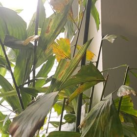 Photo of the plant species Fishtail Palm by @SteamyLentil named Demi on Greg, the plant care app