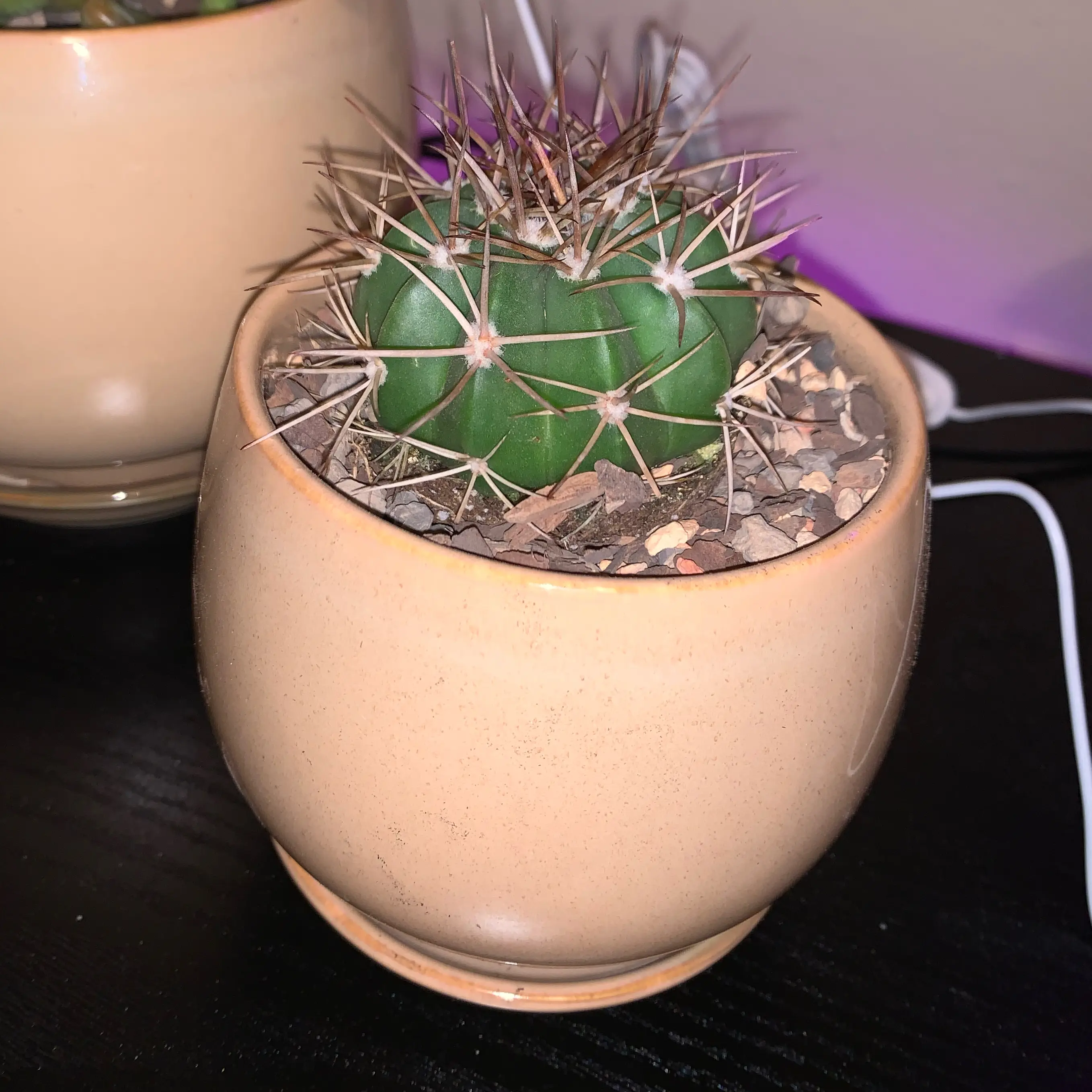 Photo of the plant species Melocactus azureus by @cactus.enjoyer named Walt (Walter) on Greg, the plant care app