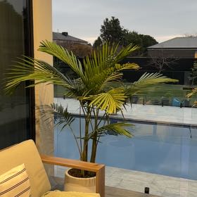 Photo of the plant species Bungalow Palm by @SuperNeslia92 named Left Bungalow Alfresco on Greg, the plant care app