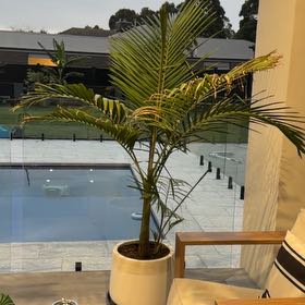 Photo of the plant species Bungalow Palm by @SuperNeslia92 named Alfresco Right Bungalow on Greg, the plant care app
