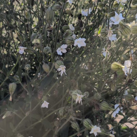 Photo of the plant species Bladder Campion by @standuppaddler named Xena on Greg, the plant care app