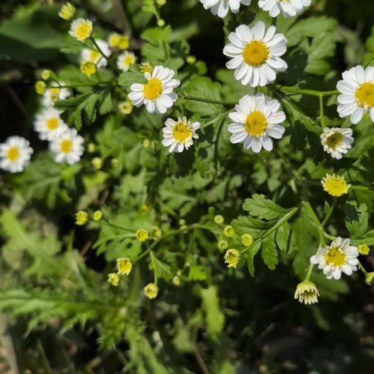 Photo of the plant species Feverfew by @standuppaddler named Mochi on Greg, the plant care app