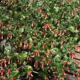 Photo of the plant species cigar plant by @YesSalal30 named Miley on Greg, the plant care app