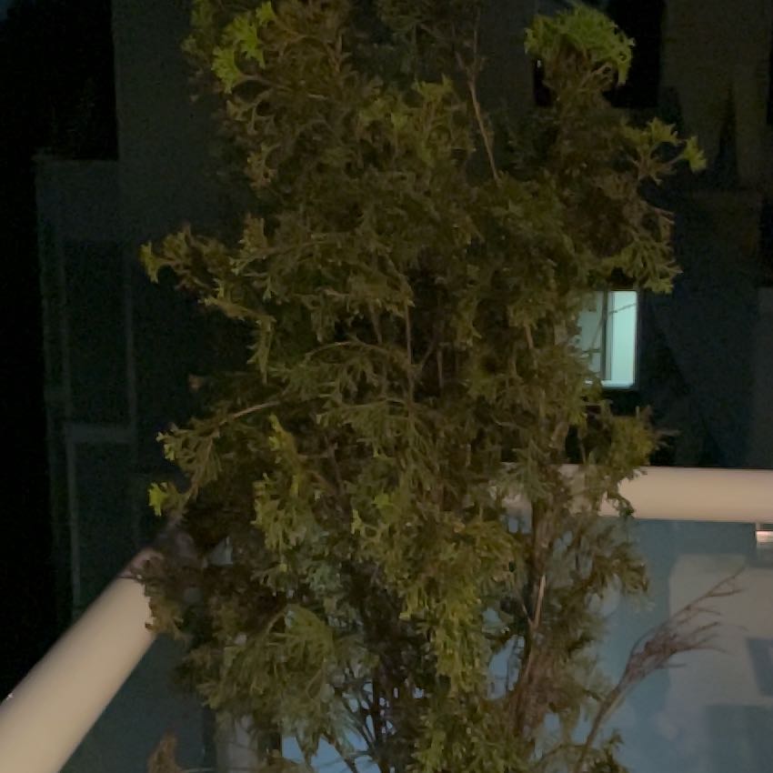 Photo of the plant species Arborvitae by @YesSalal30 named Peter Parker on Greg, the plant care app