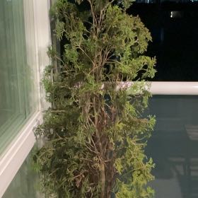 Photo of the plant species Arborvitae by @YesSalal30 named Clooney on Greg, the plant care app