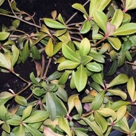Photo of the plant species Island Marlberry by @YesSalal30 named Coco on Greg, the plant care app