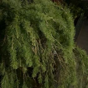 Photo of the plant species Himalayan Cedar by @YesSalal30 named Queen on Greg, the plant care app
