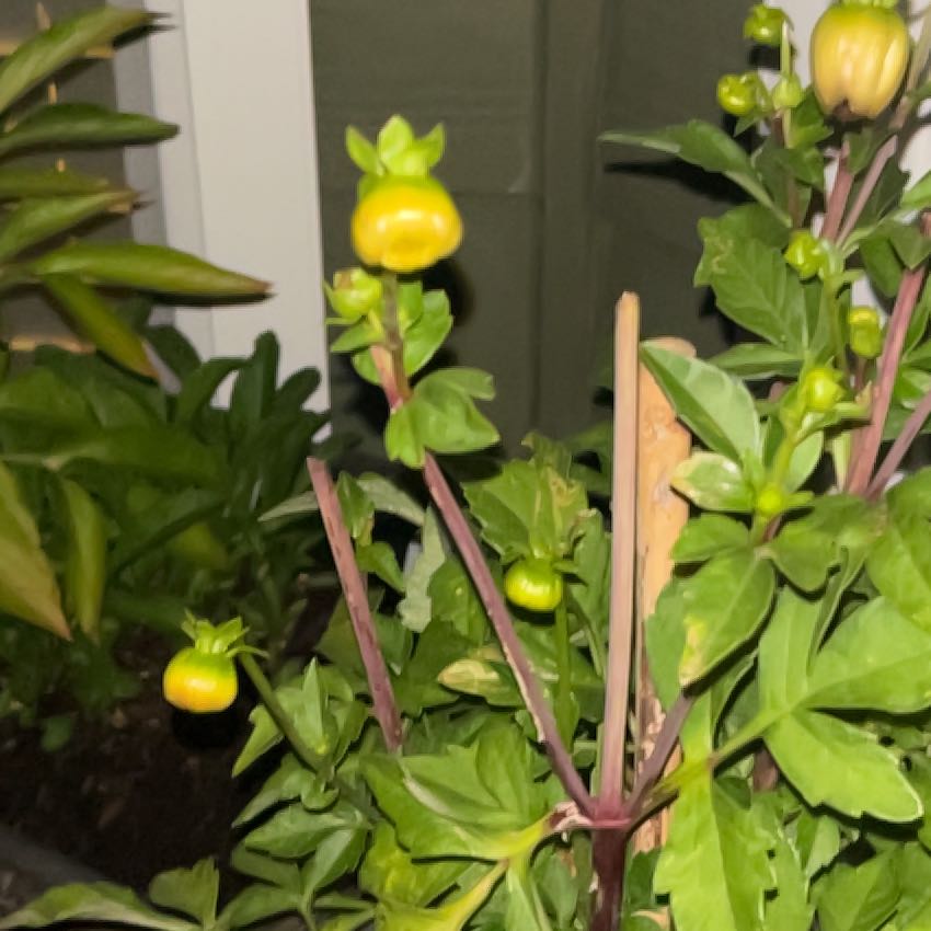 Photo of the plant species Chinese Peony by @YesSalal30 named Treeyoncé on Greg, the plant care app