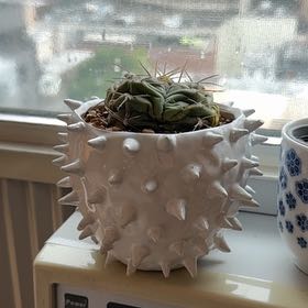 Photo of the plant species Thelocactus hexaedrophorus by @PetiteKiekie40 named Messi on Greg, the plant care app