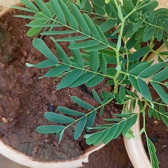Photo of the plant species False Indigo by @InformedPuka70 named Foxxy on Greg, the plant care app