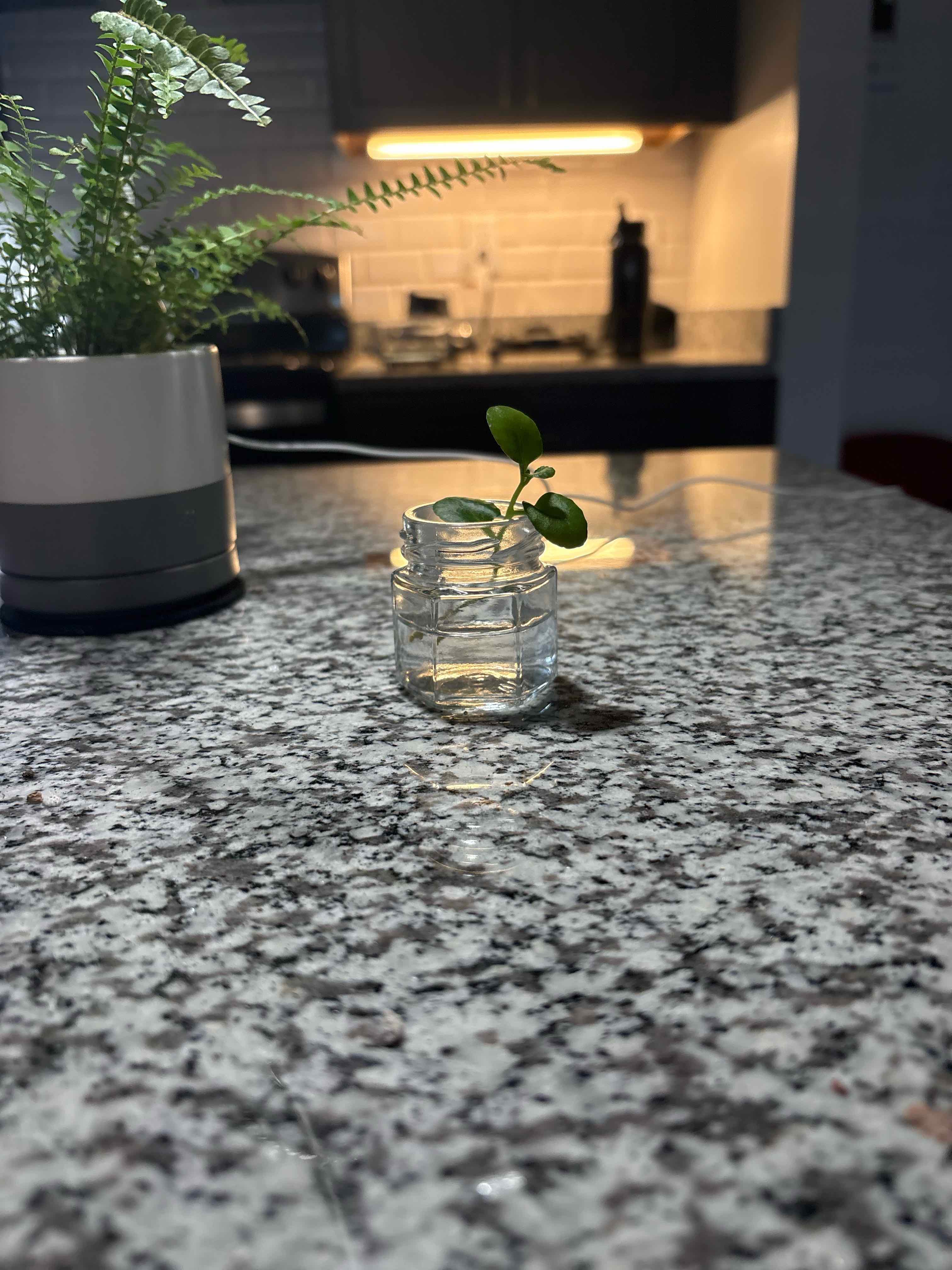 Photo of the plant species Trailing Jade by @SecureRedwood98 named Rihanna on Greg, the plant care app