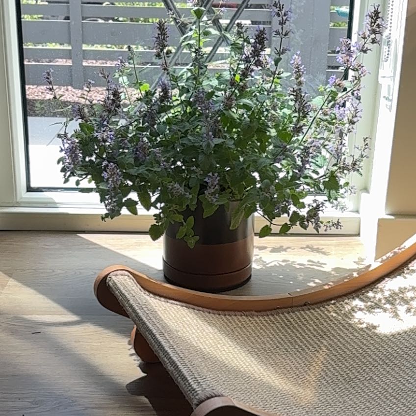 Photo of the plant species Catmint by @SecureRedwood98 named Drake on Greg, the plant care app
