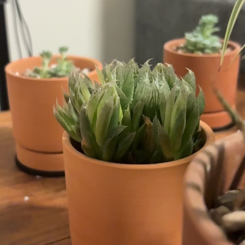 Photo of the plant species cobweb aloe by @SecureRedwood98 named Orwell on Greg, the plant care app