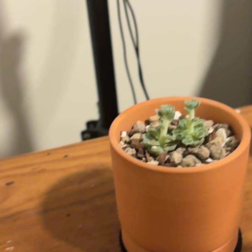 Photo of the plant species Echeveria 'Ball of Fat' by @SecureRedwood98 named Zeus on Greg, the plant care app