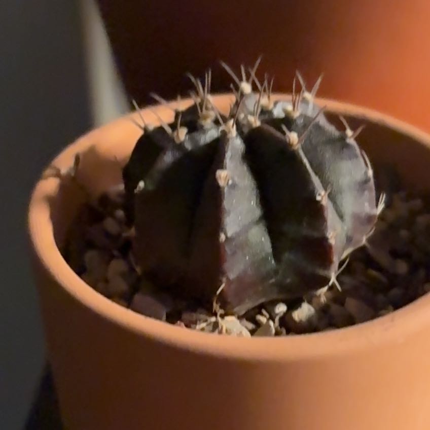 Photo of the plant species Variegated Moon Cactus by @SecureRedwood98 named Scarlett on Greg, the plant care app