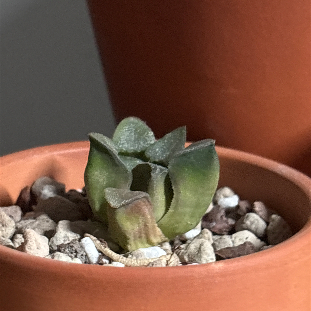 Photo of the plant species Haworthia pygmaea by @SecureRedwood98 named Wall-E on Greg, the plant care app