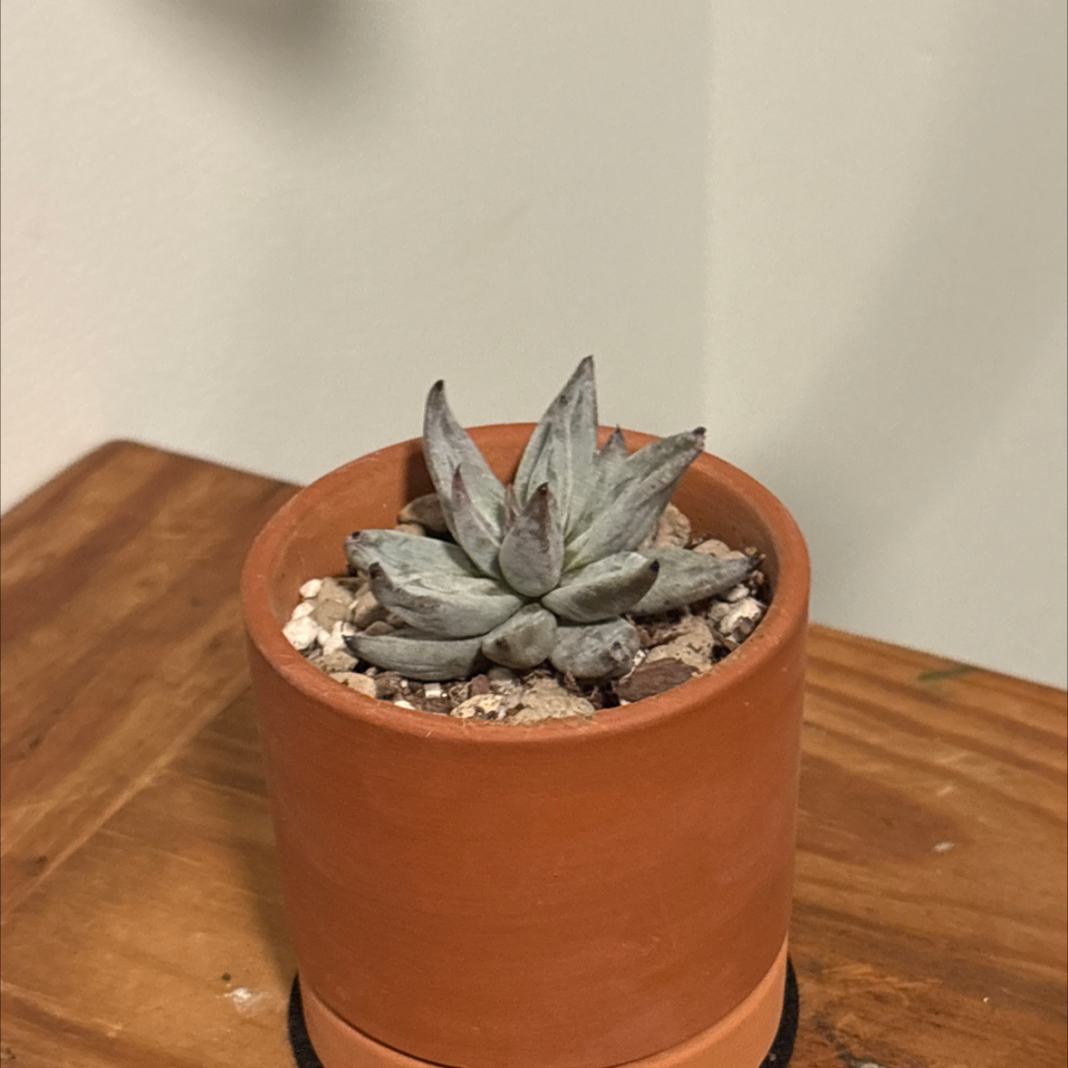 Photo of the plant species Echeveria unguiculata by @SecureRedwood98 named Gregarious on Greg, the plant care app