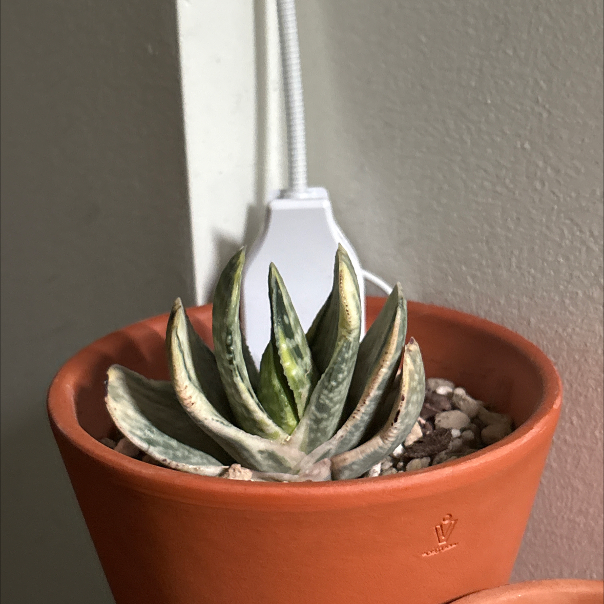 Photo of the plant species Gasteria Cherry Blossom by @SecureRedwood98 named Orlando Bloom on Greg, the plant care app