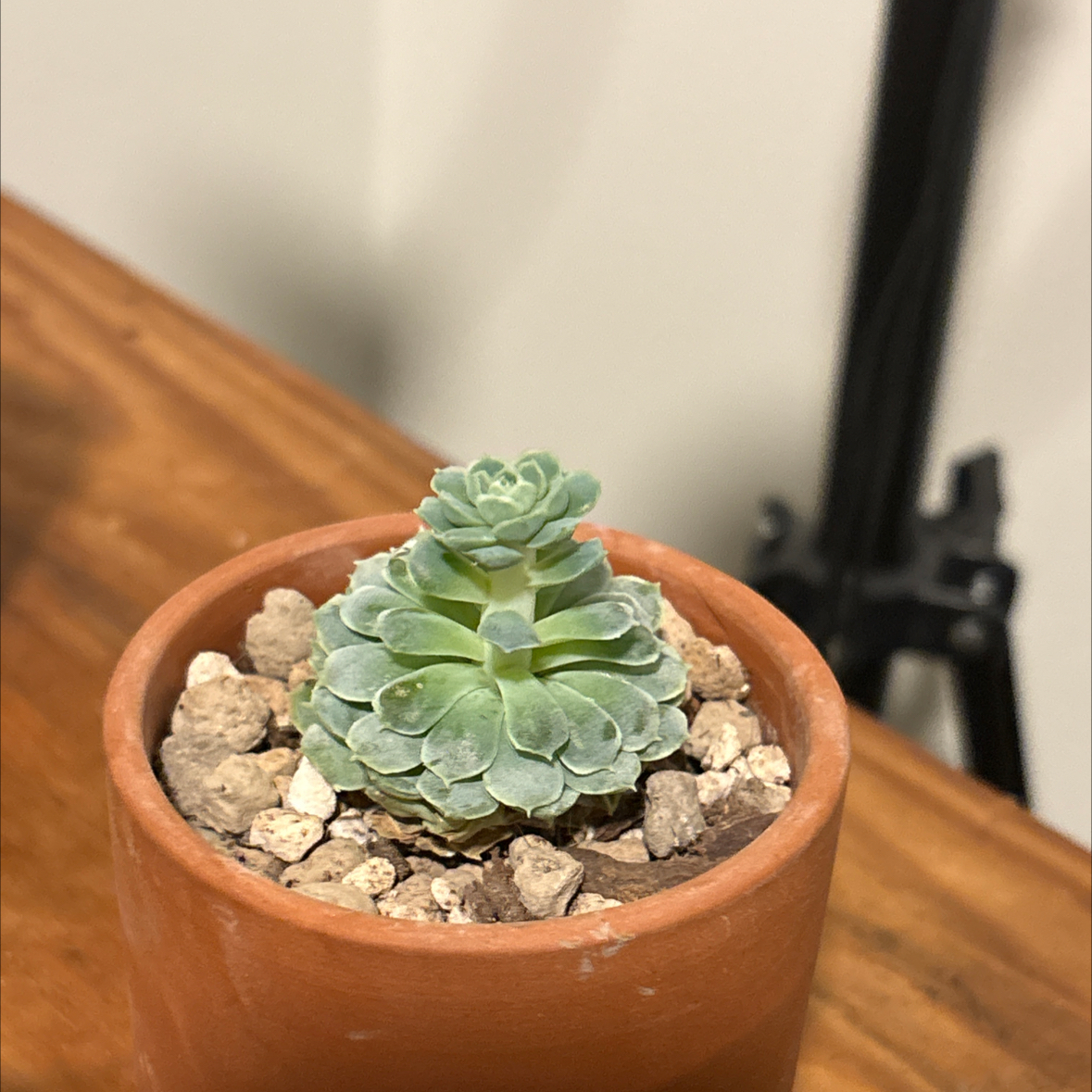 Photo of the plant species Echeveria 'Ball of Fat' by @SecureRedwood98 named Homer on Greg, the plant care app