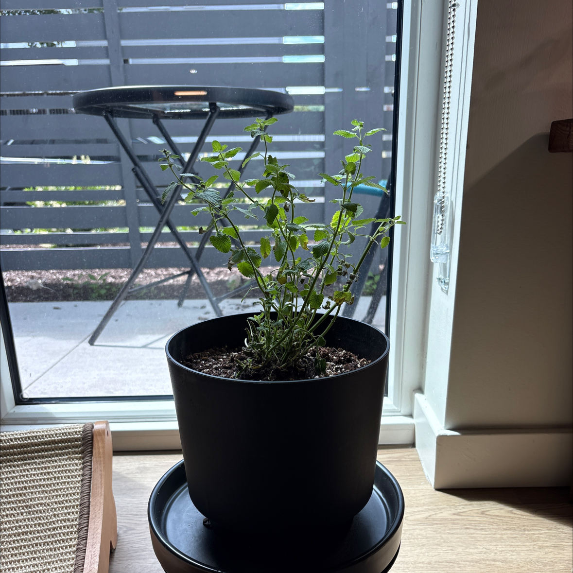 Photo of the plant species Catmint by @SecureRedwood98 named Drake on Greg, the plant care app