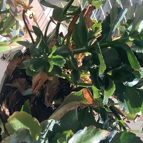 Photo of the plant species Japanese Spindle by @TastyUrnplant52 named Bella on Greg, the plant care app