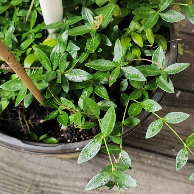 Photo of the plant species Lesser Periwinkle by @SizzlingMum15 named Perrie on Greg, the plant care app