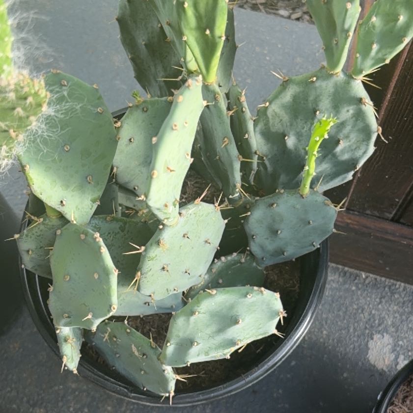 Photo of the plant species Erect Prickly Pear by @WeightyKaraka56 named Kesha on Greg, the plant care app