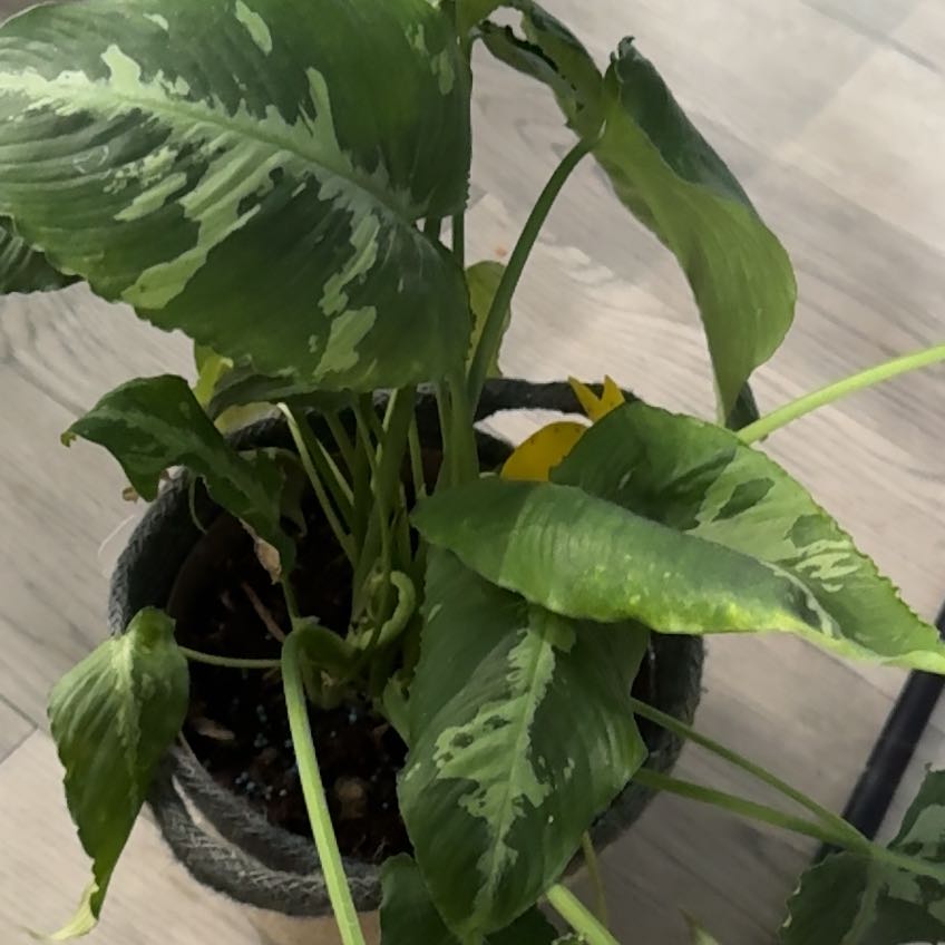 Photo of the plant species Schismatoglottis wallichii by @ExultantAtom15 named Albert on Greg, the plant care app