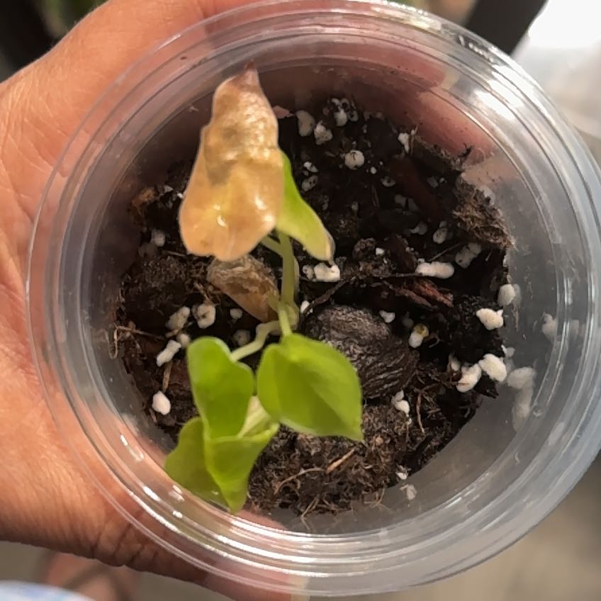 Photo of the plant species Red Secret by @ExultantAtom15 named Gates on Greg, the plant care app