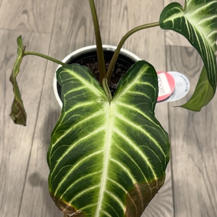 Photo of the plant species Xanthosoma Angel wings by @ExultantAtom15 named Willow on Greg, the plant care app