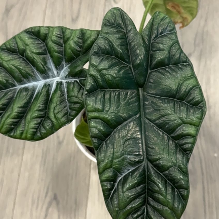 Photo of the plant species Mythic Rumplestiltskin by @ExultantAtom15 named Fernie Mac on Greg, the plant care app