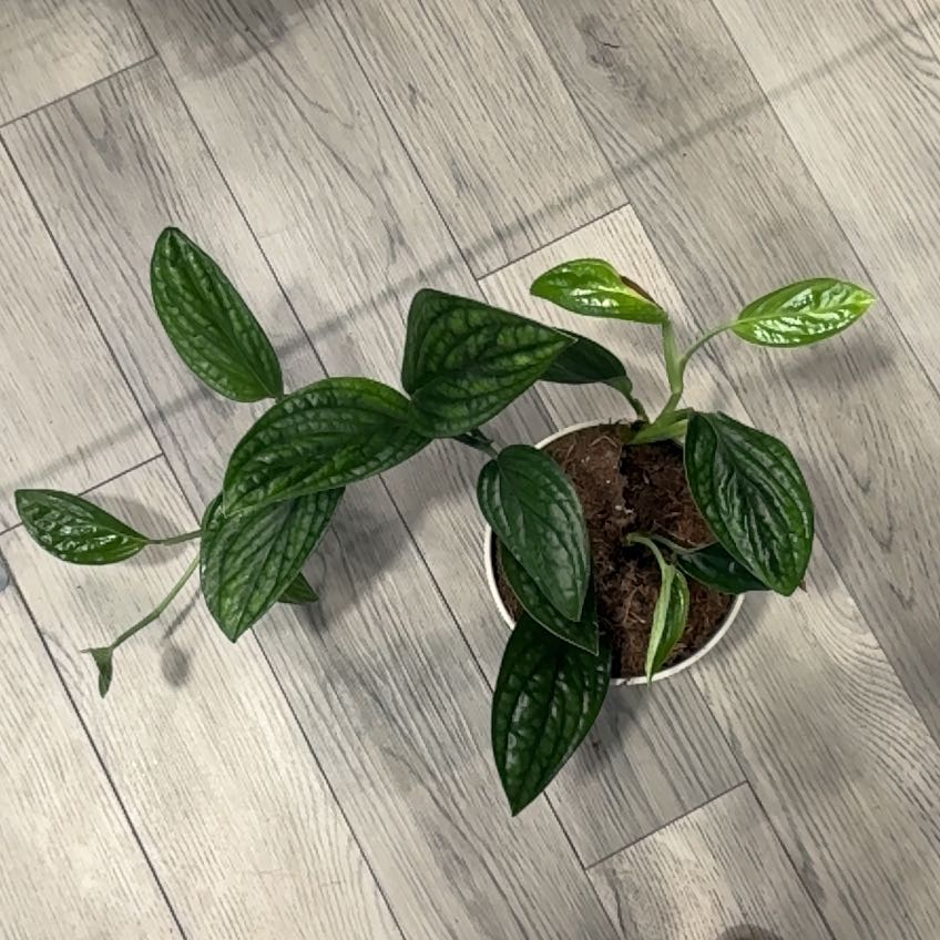 Photo of the plant species Monstera Green Galaxy (sp Peru) by @ExultantAtom15 named Einstein on Greg, the plant care app