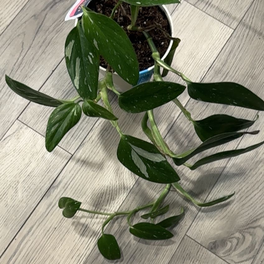 Photo of the plant species Monstera Cobra by @ExultantAtom15 named Leonardo on Greg, the plant care app