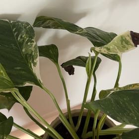Photo of the plant species Monstera lechleriana 'Variegata' by @ExultantAtom15 named Sonora on Greg, the plant care app