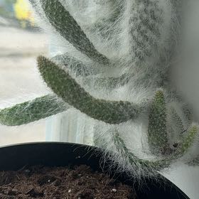 Photo of the plant species Arborescent Prickly Pear by @FitMastic26 named Orlando Bloom on Greg, the plant care app