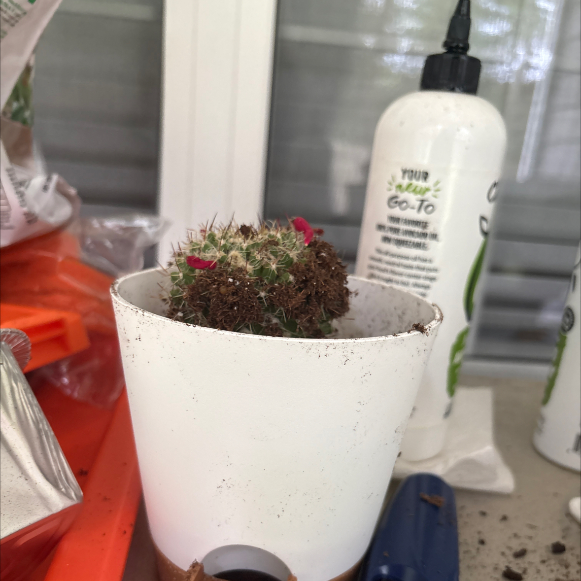 Photo of the plant species Silver Arrows Cactus by @StockyMakole82 named Leanne on Greg, the plant care app