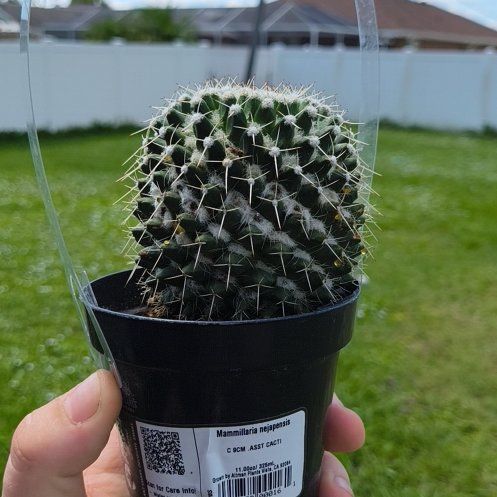 Photo of the plant species Silver Arrows Cactus by @BossGoldwire4 named Elina on Greg, the plant care app