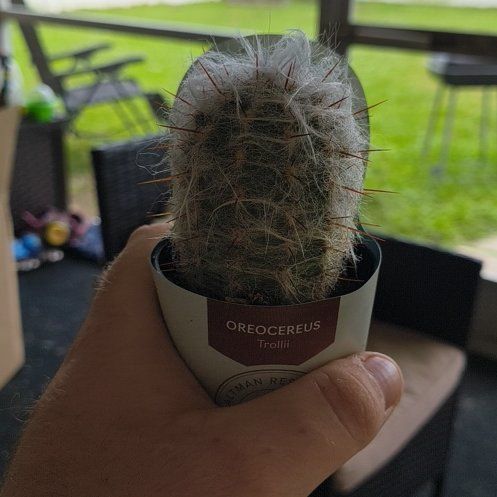 Photo of the plant species Old Man of the Mountains by @BossGoldwire4 named Harper on Greg, the plant care app